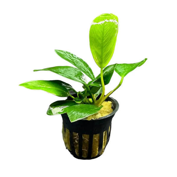 nan plant pot Anubias Nancon Potted Easy Midground Rhizome