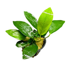 Anubias Nancon potted vibrant green aquatic plant with glossy broad leaves