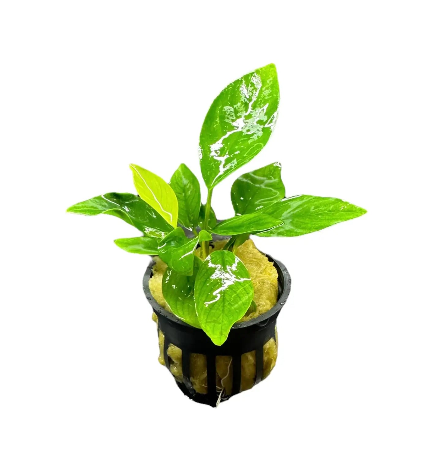 New products – Page 9