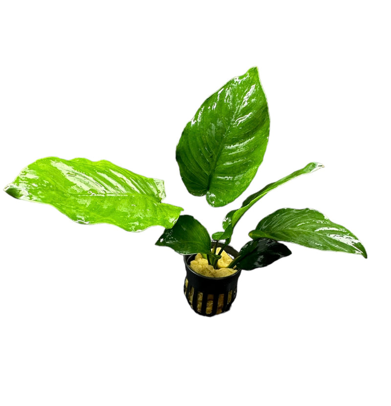 Anubias Barteri Broad-Leaf - AquaticMotiv