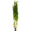 Aponogeton boivinianus green aquatic plant with slender leaves and brownish stem