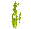 Vibrant lime-green Aponogeton Ulvaceus glossy plastic aquatic plant