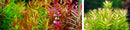 Aquario neo plants tab k potassium root fertilizer with slender green reddish stems and pink flowers and bright yellow green foliage