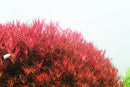 Red spiky bush with glossy leaves in AQUARIO Neo Solution Fe
