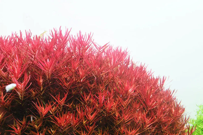 AQUARIO Neo Solution Fe Liquid Iron for Bright Plant Colors | Aquatic Motiv
