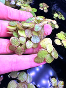 Tiger Striped Frogbit - [AquaticMotiv]