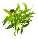 Hygrophila Angustifolia Pot - [AquaticMotiv]