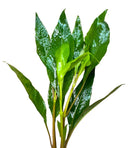 Hygrophila Corymbosa (Green Temple Plant) - [AquaticMotiv]
