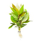 Hygrophila Siamensis - [AquaticMotiv]