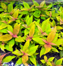 Hygrophila Siamensis - [AquaticMotiv]