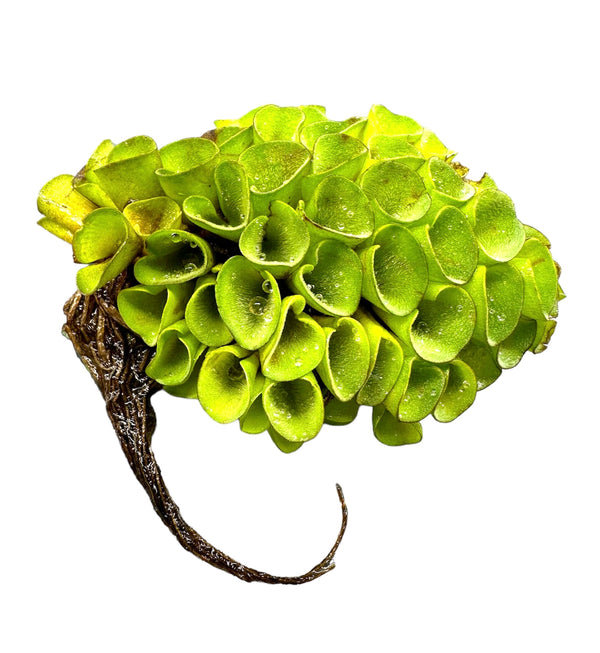 Salvinia Cucullata - [AquaticMotiv]