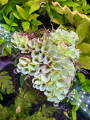 Salvinia Cucullata - [AquaticMotiv]