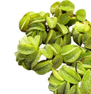 Salvinia Minima - [AquaticMotiv]