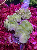 Salvinia Natans - [AquaticMotiv]