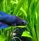 Female Betta Sorority Pack - [AquaticMotiv]