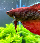 Female Betta Sorority Pack - [AquaticMotiv]