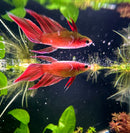 Female Betta Sorority Pack - [AquaticMotiv]