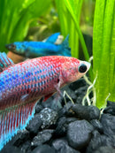 Female Betta Sorority Pack - [AquaticMotiv]