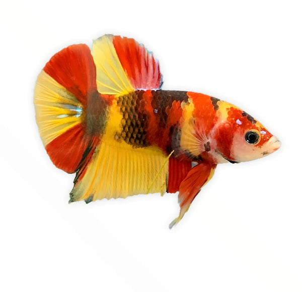 Koi Betta Male - [AquaticMotiv]