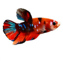 Koi Betta Male - [AquaticMotiv]