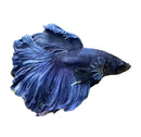 Rosetail Betta Male - [AquaticMotiv]