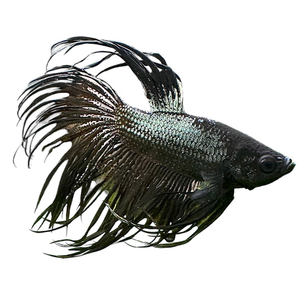 Black Orchid Betta Male - [AquaticMotiv]