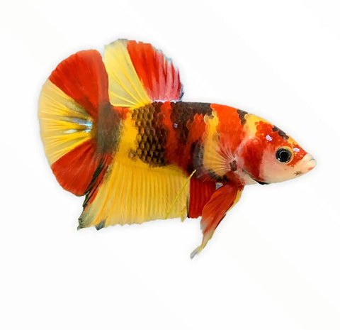 Koi Galaxy HMPK Betta Male #034 - AquaticMotiv