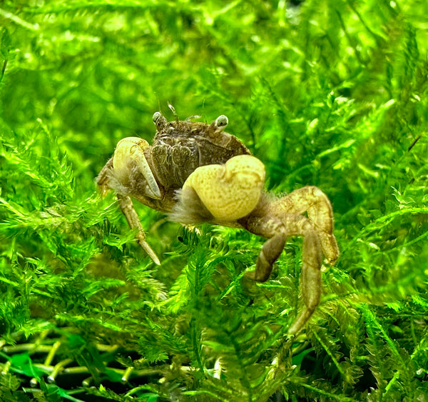 Pom Pom Crab (Ptychognathus Barbatus) - [AquaticMotiv]