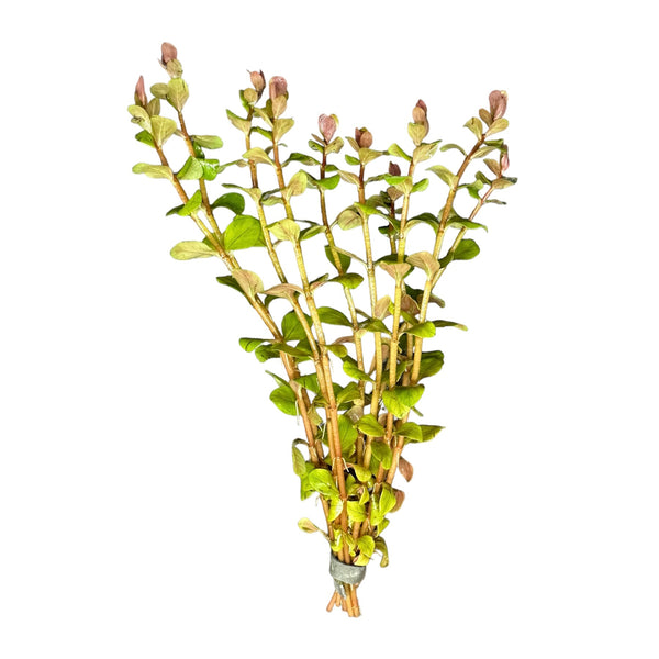 Rotala Blood Red - [AquaticMotiv]