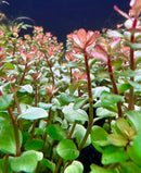 Rotala Blood Red - [AquaticMotiv]