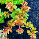 Rotala Macranda - AquaticMotiv