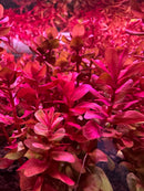 Rotala Macranda Mini Pink - [AquaticMotiv]