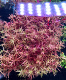 Rotala Magenta - [AquaticMotiv]