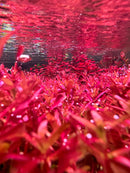 Rotala Magenta - [AquaticMotiv]