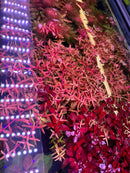 Rotala Magenta - [AquaticMotiv]