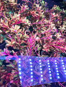 Rotala Rotundifolia Red - [AquaticMotiv]