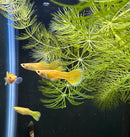 Premium Assorted Fancy Guppy (Pair) - [AquaticMotiv]