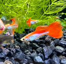 Red and White Rainbow Guppy (Pair) - [AquaticMotiv]