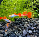 Red and White Rainbow Guppy (Pair) - [AquaticMotiv]