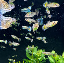 Tiger Mosaic Guppy (Pair) - [AquaticMotiv]