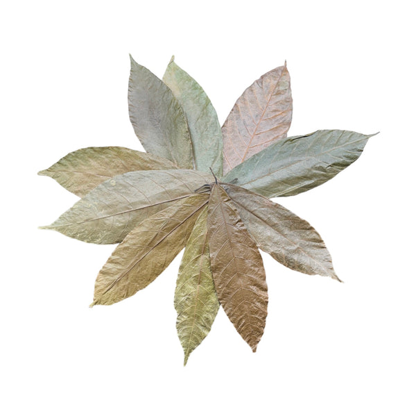 Cocoa Leaves - 10 pcs - [AquaticMotiv]