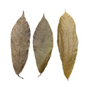Cocoa Leaves - 10 pcs - [AquaticMotiv]