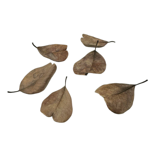 Palu Leaves - 20 pcs - [AquaticMotiv]