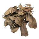 Palu Leaves - 20 pcs - [AquaticMotiv]