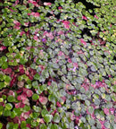 Red Root Floaters (Phyllanthus Fluitans) - Young plants - [AquaticMotiv]