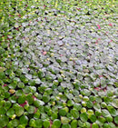 Red Root Floaters (Phyllanthus Fluitans) - Young plants - [AquaticMotiv]