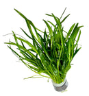 Micro Sword (LILAEOPSIS NOVAEZELANDIAE) - [AquaticMotiv]