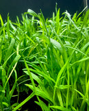 Micro Sword (LILAEOPSIS NOVAEZELANDIAE) - [AquaticMotiv]