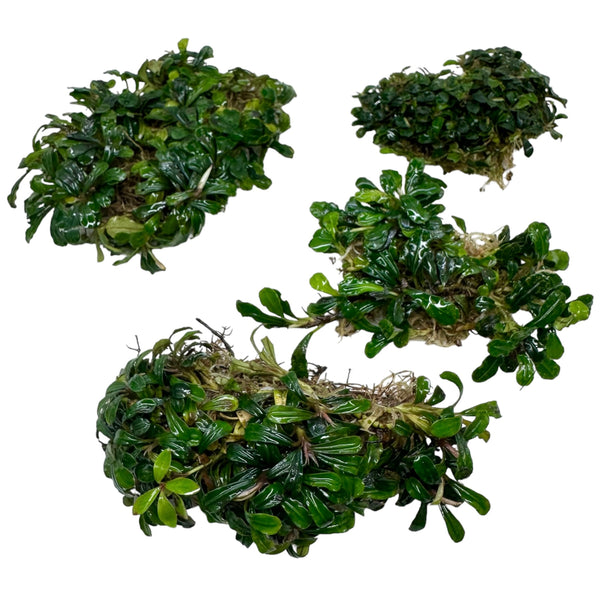 Bucephalandra Kapit Mini - [AquaticMotiv]