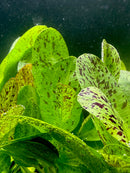 3 Echinodorus Sword Species Pack - [AquaticMotiv]